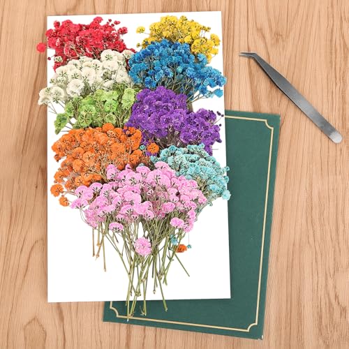 100 sztuk wielu pąków kwiatowych łyszczec, suszona mgła, kwiat, cyszczec kwiatowy, naturalne suszone kwiaty do ramek DIY, zakładki, kartki z życzeniami, biżuteria z żywicy