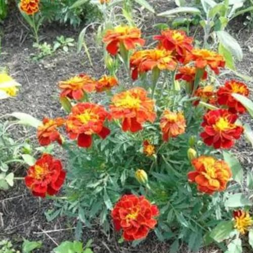 Sementes Tagetes Marieta Anão 400mg Flores Jardins Vasos