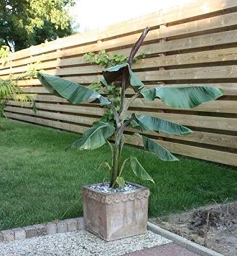 Seeds Musa ibrida - Helen's Banana - Hardy ibrida Banana - Semi : Seeds Only