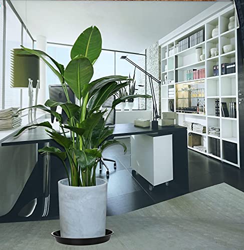 Angde 6 Pack Of 14 Inch Plant Saucer (12 Inch Base), Plant Tray 14 Inch Round, Plant Saucers For Indoors, Plant Trays For Pots, Plant Flower Pot Saucers, Pot Saucers For Planter 11-14" (Black) #TOP2