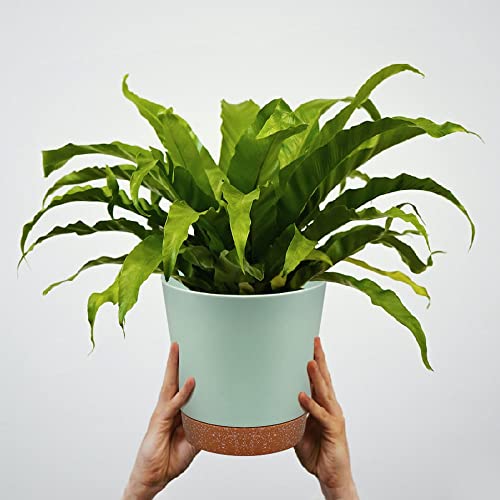 Self Watering Plant Pots Indoor Outdoor, 8/7/6.5/6/5.5/5 Inches Planters With Drainage Holes, Reservior Tray, Gardening Tools&Labels, Plastic Pot Set For House Flowers Succulents Cactus African Violet #TOP6