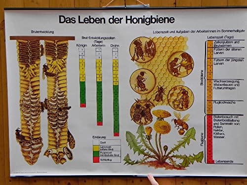 Generisch Lehrtafel -Das Leben der Honigbiene- 85x60 mit oberer und unterer Einfassung + Anhängehaken Imker Imkerei,Bienen