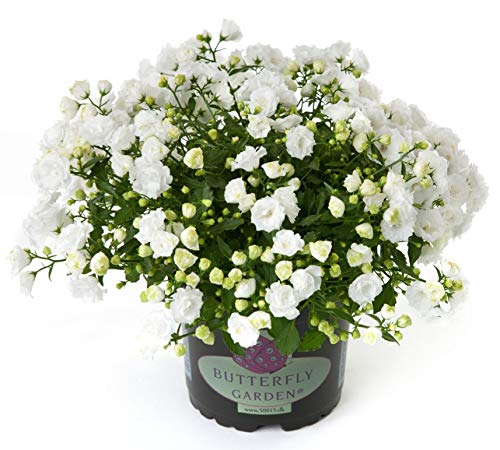 POWERS TO FLOWERS - CAMPANULA BIANCA, pianta vera