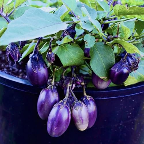 50PCS Dwarf Eggplant Seeds Patio Container Eggplant Vegetable Seeds