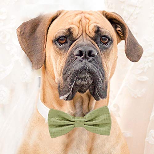 bow tie on dog