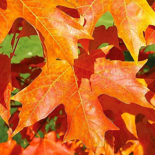 50Pcs Sugar Maple Tree Seeds Deciduous Acer Saccharum Rock Maple Seeds for Garden Outdoor by QAUZUY GARDEN