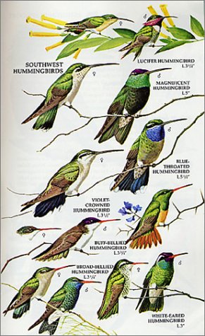 Birds Of North America: A Guide To Field Identification (Golden Field Guide From St. Martin's Press) #TOP4