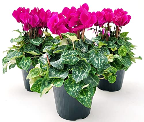 POWERS TO FLOWERS - CICLAMINO SUPERSERIE FUCSIA, FIORITURA EXTRA, 3 PIANTE, VASO 12CM, piante vere