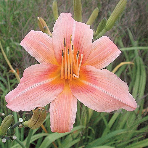 LIVE GREEN Day Lily Pink Colour Flower Bulbs SET Of 2 Update New Quality, (LIVE-BULB01)-image-47