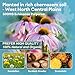 Totaria Lymphatic Drainage - Reduce Lymph Swelling with Echinacea, Dandelion, Burdock, Bromelain, Vitamin C, Zinc, Selenium, Proprietary Herbal Blend, Lymph MD System Support, 120 Counts