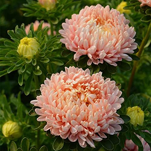 Aster (Peach) - Plant