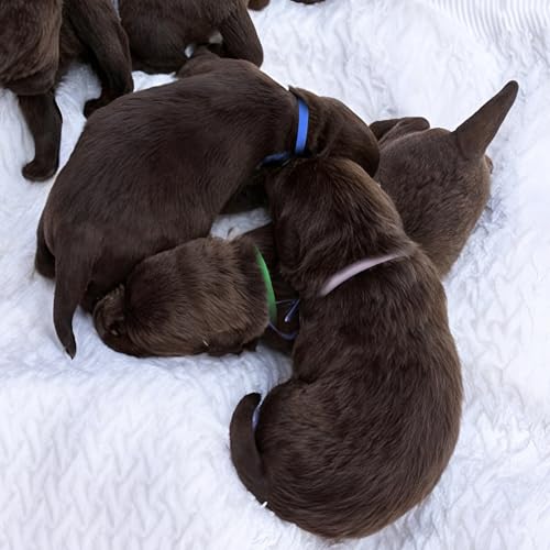 Image of 60-Pack Elastic Puppy Collars for Litter, Adjustable Puppy Litter Collars Colored Identification Soft Bands 4 Inch ID Cords Whelping Cords for Newborn Pets Kittens