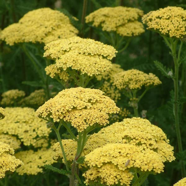 12 unidades o 1 m² Aquilea "Credo" - Achillea "Credo" Maceta 9x9 cm
