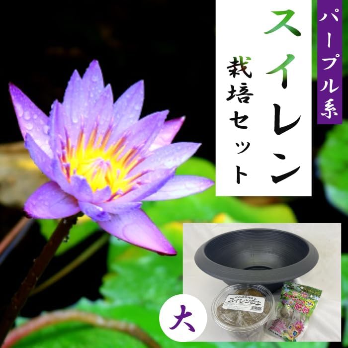 スイレン 栽培 セット パープル系 大鉢 睡蓮 すいれん 球根 水道水でOK 簡単 water lily nymphaea 自宅