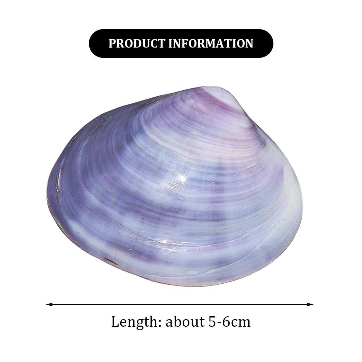 Purple Shellos Why Are Some Seashells Purple