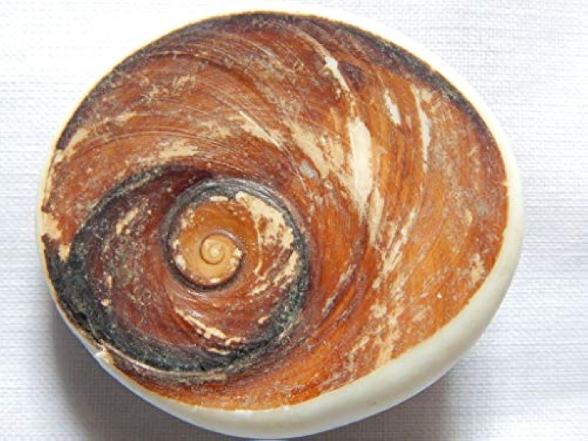 Gomati Chakra Original Natural Sea Shell, 3 cm