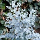 Vivaio di Castelletto