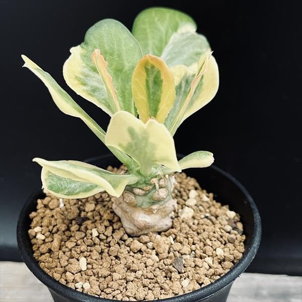 Amazon｜多肉植物：ユーフォルビア ポイゾニー錦*葉幅8cm Euphorbia
