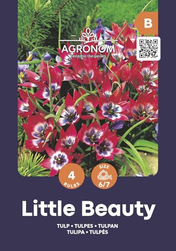 AGRONOM | TULPEN - LITTLE BEAUTY | Mehrjährige Blumenzwiebeln | Rosa Blumen | Werden in Blumengärten, in blühenden Rasenflächen gepflanzt | Die herrlich Blüten | Tulpenzwiebeln | 4 Blumenzwiebel