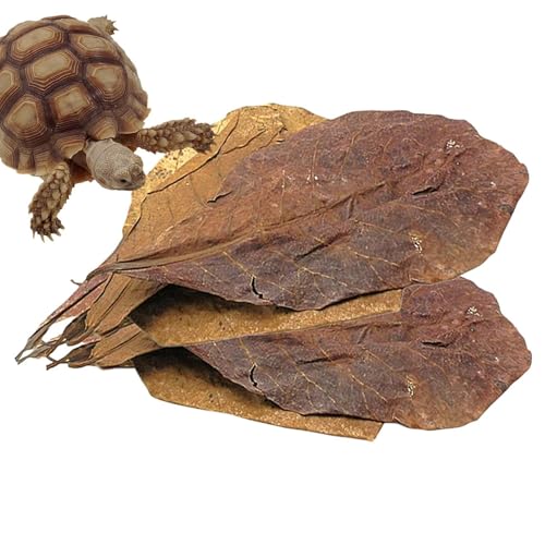 Terminalia Catappa Hojas - Hoja de Acuario - Hoja de Acuario, Hoja de catappa 10pcs, Nivel de pH más bajo, Mejorar la Calidad del Agua, Crear hábitat Realista
