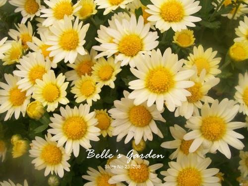 Graines de marguerites multicolores Plantes rustiques Graines de fleurs de marguerite Bellis Tasso Fleurs ornementales exotiques Graines de bonsaï Paquet de 500 graines