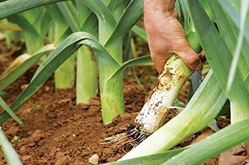 NIKA SEEDS - Vegetable Autumn Giant Leek Onion - 300 Seeds