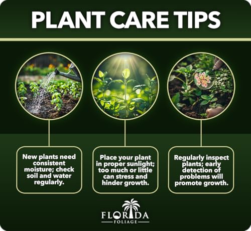 image for Florida Foliage Carolina Jasmine | 3 Live Plants | Gelsemium sempervir