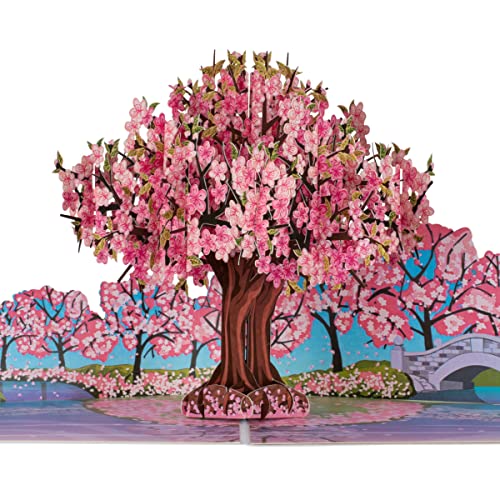 Cardology - Pink Cherry Blossom Pop-Up Card | Mothers Day, Birthday Cards For Her or Valentines Day
