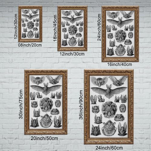 Chiroptera impression sur toile Ernst Haeckel 30,5x45,7 cm
