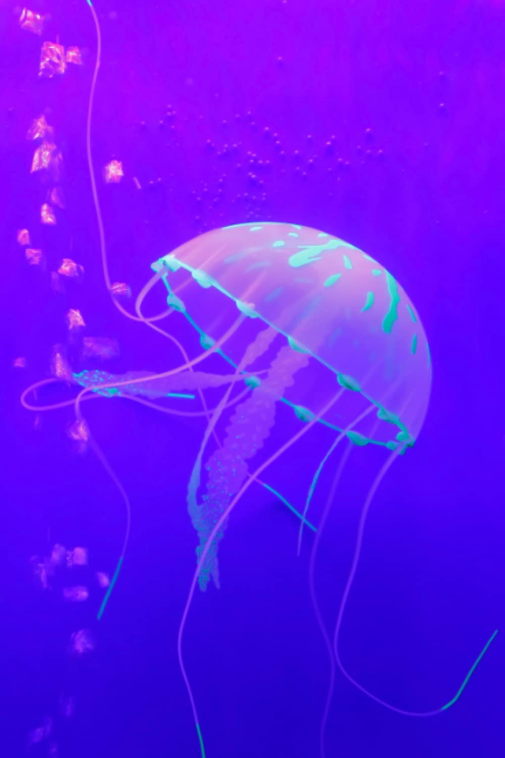 Jellyfish Notebook: Lined Writing and Notes Journal 120 Pages