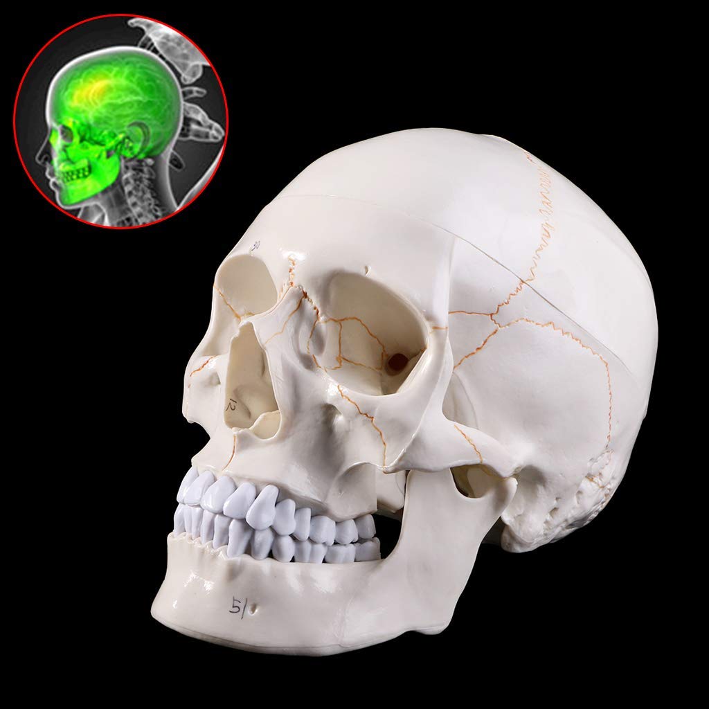 Naturalnej wielkości Model ludzkiej czaszki anatomia anatomiczna nauczanie medyczne głowa szkieletu studiowanie materiałów dydaktycznych