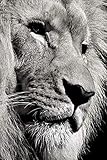SKETCHBOOK: Lion Cover Design Artist's Book - Soft Cover Blank Sketch Pad Tablet - 6