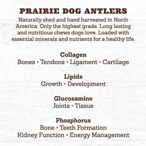 Prairie Dog Antlers | North American Whole Deer Antler | Medium |Naturally Shed | Hand Harvested | Nutrient Rich | 6-7.5 Inches Long #TOP3