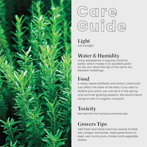 American Plant Exchange Live Tuscan Blue Rosemary Plant with Fragrant Blue and Violet Flowers, Edible Herb Plant, Plant Pot for Home and Garden Decor, 10" Pot, 1 Count