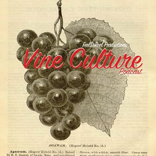 Vine Culture Podcast cover art