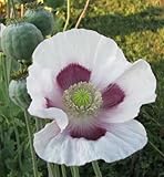250+ Tasmanian Purple Poppy Seeds /