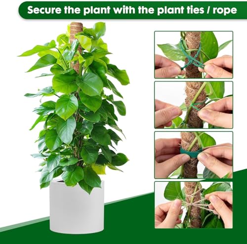 Image of Natural Moss Stick for Climbing Plants, Strong Support for Money Plant, Monstera, Pothos, Indoor Outdoor Use, Manual, 50 Grams (2, 3 Feet)
