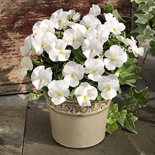 Welldales 50 UK Giant White Pansy Seeds to Plant & Grow Floral Scented Garden Pot Flowers