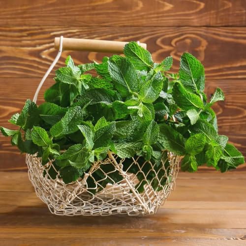 Semillas de menta marroquí 1500pcs