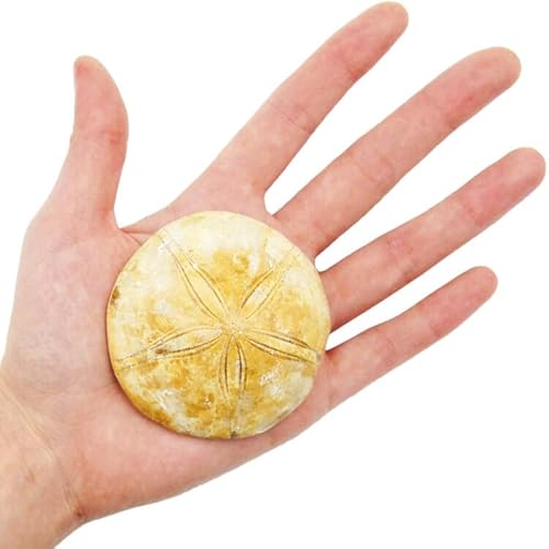 BicBugs Sand dollar fossilized prehistoric nautical specimen Madagascar