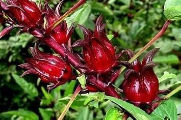 50 Jamaican Sorrel Seeds, Florida Cranberry, Indian Roselle, Hibiscus Sabdariffa