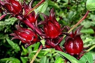 50 Jamaican Sorrel Seeds, Florida Cranberry, Indian Roselle, Hibiscus Sabdariffa