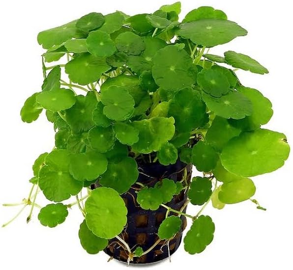 PMK E Store Brahmi(Mandukaparni)-Centella Asiatica Live Medicinal Ayurvedic Herb Plant