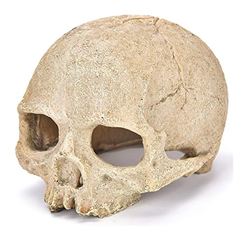 水槽 シェルター 爬虫類 オーナメント 水槽内アクセサリー アクアリウム インテリア 隠れ家 生息地の装飾 頭蓋骨 恐竜 樹脂工芸品 水族館の装飾 飼育 造園装飾 スカル 飾り 鑑賞魚 金魚 熱帯魚 爬虫類用品 (B)