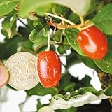果樹苗 びっくりぐみ 1株 / 国華園 26年春商品