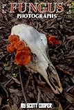 Fungus Photographs
