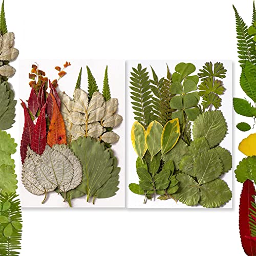 42 piezas de hojas secas prensadas para arte y manualidades miniatura 1