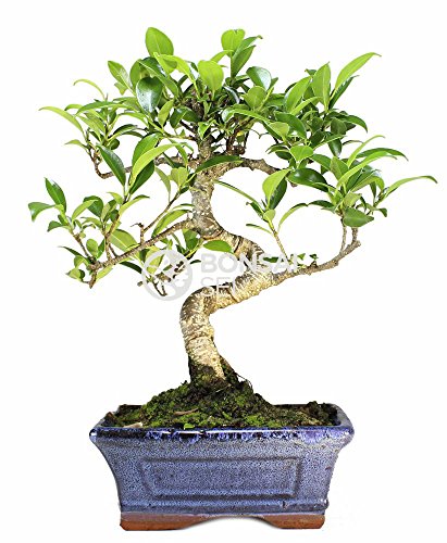 Bonsai - Ficus, 6 Años (Bonsai Sei - Ficus Retusa) Cover
