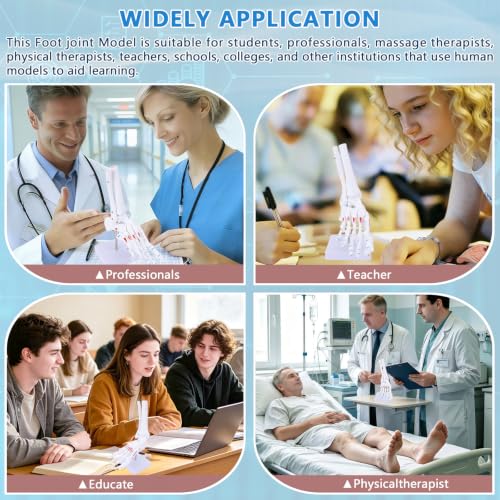 Image of Life Size Human Foot and Ankle Model with Muscle Insertion Markings, Fully Articulated, Anatomical Foot Bone Model for Podiatry, Orthopedic Study, Education