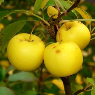 Malus sylvestris (French Crabapple) Fruit Seeds, Fragrant, Five-Petaled Flowers, Seeds by MySeeds.Co, You Choose The Amount (0.5 oz)